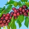 Santina™ Cherry Tree -Arbor Day Foundation Store Santina Cherry 600x600 caf47b44 ecab 4d2e 9c6e e460add718f8