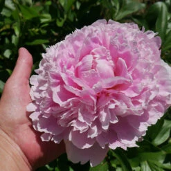 Sarah Bernhardt Peony -Arbor Day Foundation Store Sarah Bernhardt Peony 2