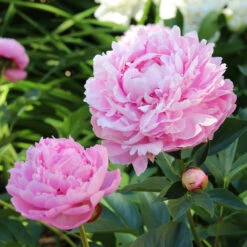 Sarah Bernhardt Peony -Arbor Day Foundation Store Sarah Bernhardt Peony 5 FGT