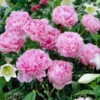 Sarah Bernhardt Peony -Arbor Day Foundation Store Sarah Bernhardt Peony FGT 600x600 e70c2647 9848 4dc7 b9ab 381a2413ee08