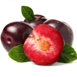 Satsuma Plum Tree -Arbor Day Foundation Store Satsuma Plum 2