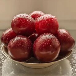 Satsuma Plum Tree -Arbor Day Foundation Store Satsuma Plum 3