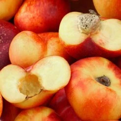 Saturn Peach Tree -Arbor Day Foundation Store Saturn Peach Tree 1