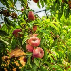 Saturn Peach Tree -Arbor Day Foundation Store Saturn Peach Tree 5