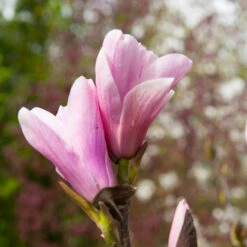 Saucer Magnolia Tree -Arbor Day Foundation Store Saucer Magnolia 3
