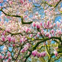 Saucer Magnolia Tree -Arbor Day Foundation Store Saucer Magnolia 6