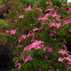 Scarlet Fire® Dogwood Tree -Arbor Day Foundation Store Scarlett Fire 1