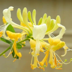 'Scentsation' Honeysuckle Vine 9 'Scentsation' Honeysuckle Vine -Arbor Day Foundation Store Scentsation Honeysuckle 4