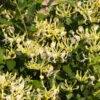 'Scentsation' Honeysuckle Vine -Arbor Day Foundation Store Scentsation Honeysuckle FGT 600x600 713e20ee 2c4a 473d aef8 938f3d3fffc2