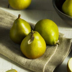 Seckel Pear Tree 10 Seckel Pear Tree -Arbor Day Foundation Store Seckel Pear 5