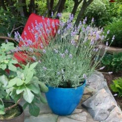 Sensational™ Lavender Plant -Arbor Day Foundation Store Sensational Lavender 5