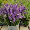 Sensational™ Lavender Plant 2 Sensational™ Lavender Plant -Arbor Day Foundation Store Sensational Lavender 600x600 5b5ad5ce 84f6 418c 844c 43c327506630