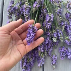 Sensational™ Lavender Plant -Arbor Day Foundation Store Sensational Lavender 8 FGT