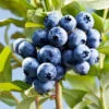Sharpblue Blueberry Bush -Arbor Day Foundation Store Sharpblue Blueberry 600x600 3abc7315 809e 49fc ba9e ba9700ad2e0f