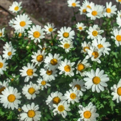 Becky Shasta Daisy -Arbor Day Foundation Store Shasta Daisy Becky 2 FGT