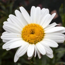 Becky Shasta Daisy -Arbor Day Foundation Store Shasta Daisy Becky 4 FGT