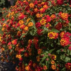 Shazam Lantana -Arbor Day Foundation Store Shazam Lantana 2