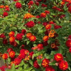 Shazam Lantana -Arbor Day Foundation Store Shazam Lantana 3 FGT