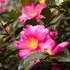 Camellia 'Shi-Shi Gashira' Shrub 2 Camellia 'Shi-Shi Gashira' Shrub -Arbor Day Foundation Store ShiSHi Gashira Camellia FGT 600x600 bafe4450 79ed 4016 84c6 d7fcb64225e8
