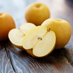 Shinseiki Asian Pear -Arbor Day Foundation Store Shinseiki Asian Pear 5 FGT