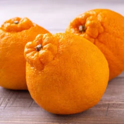 Shiranui Mandarin Tree -Arbor Day Foundation Store Shiranui Mandarin 4 FGT