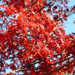 Shumard Oak Tree -Arbor Day Foundation Store Shumard Oak 3