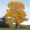 Silver Maple Tree -Arbor Day Foundation Store Silver Maple Tree 1 FGT 600x600 b264d374 4804 40de 8e19 e7a2e96fdf17