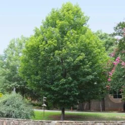 Silver Maple Tree -Arbor Day Foundation Store Silver Maple Tree 6