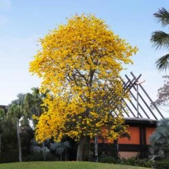 Yellow Trumpet Tree -Arbor Day Foundation Store Silver Trumpet Tree 8