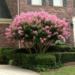 Sioux Crape Myrtle -Arbor Day Foundation Store Sioux Crape myrtle 2