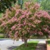 Sioux Crape Myrtle -Arbor Day Foundation Store Sioux Crape myrtle FGT 600x600 c3f26958 d4d9 4062 b2b6 fe702d4b6de9