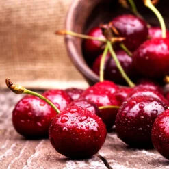 Skeena Cherry Tree -Arbor Day Foundation Store Skeena Cherry 4 FGT