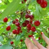 Skeena Cherry Tree 2 Skeena Cherry Tree -Arbor Day Foundation Store Skeena Cherry FGT 600X600 1304eed1 04ee 4e47 9ef3 8afb5cd1cf53