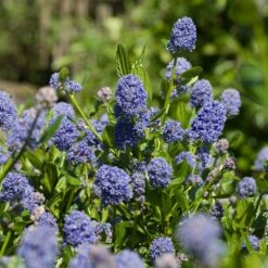 Skylark California Lilac 7 Skylark California Lilac -Arbor Day Foundation Store Skylark California Lilac 3 FGT