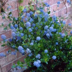 Arbor Day Foundation Store -Arbor Day Foundation Store Skylark California Lilac 4