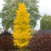 Sky Tower Ginkgo Tree -Arbor Day Foundation Store Skytower Ginkgo Tree FGT 600x600 2c6c6660 5cb6 42a2 91ee 9abb32c0b23f