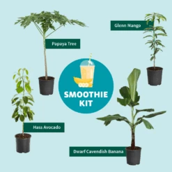 Papaya Tree -Arbor Day Foundation Store Smoothie Kit Graphic 11ae7b3b 499b 4165 a9bd 09be178c93af
