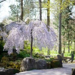 Snow Fountains® Weeping Cherry Tree -Arbor Day Foundation Store Snow Fountains Weeping Cherry 8