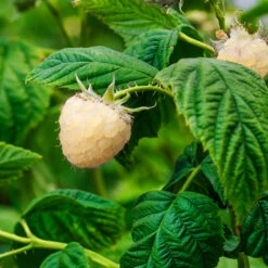 Snowbank White Blackberry Bush -Arbor Day Foundation Store Snowbank Blackberry 1