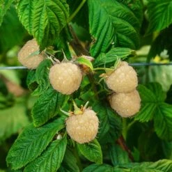 Snowbank White Blackberry Bush -Arbor Day Foundation Store Snowbank Blackberry 3