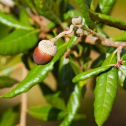 Live Oak Tree -Arbor Day Foundation Store Southern Live Oak FGT 1