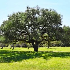 Live Oak Tree -Arbor Day Foundation Store Southern Live Oak FGT 3