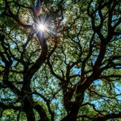 Live Oak Tree -Arbor Day Foundation Store Southern Live Oak FGT 4