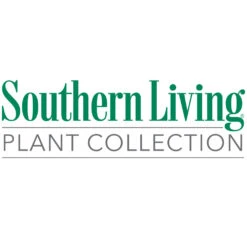 Purple Diamond® Semi-Dwarf Loropetalum -Arbor Day Foundation Store Southn Living 1000x1000 1a95cb8f a4fe 4b5b a3c7 dbc98b7cd7e5