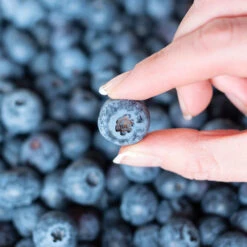 Spartan Blueberry Bush 11 Spartan Blueberry Bush -Arbor Day Foundation Store Spartan Blueberry 5 FGT