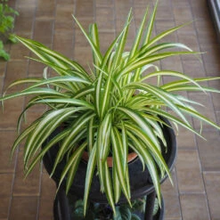 Spider Plant 10 Spider Plant -Arbor Day Foundation Store Spider Plant 1