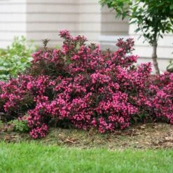 Spilled Wine® Weigela Shrub 9 Spilled Wine® Weigela Shrub -Arbor Day Foundation Store Spilled Wine Weigela 1 FGT