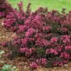 Spilled Wine® Weigela Shrub -Arbor Day Foundation Store Spilled Wine Weigela FGT 600x600 6a7e16ef 4df8 48a5 bd38 030385ba4fb0
