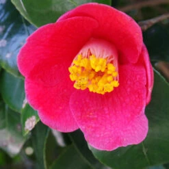 Spring's Promise Camellia Shrub -Arbor Day Foundation Store Springs Promise Camellia 1 FGT