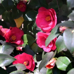 Spring's Promise Camellia Shrub -Arbor Day Foundation Store Springs Promise Camellia 4